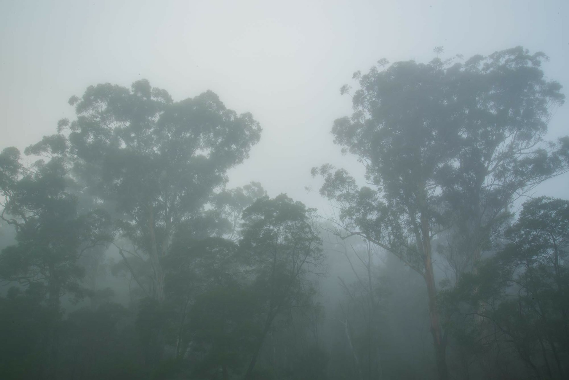 Gumtrees in the mist 2
