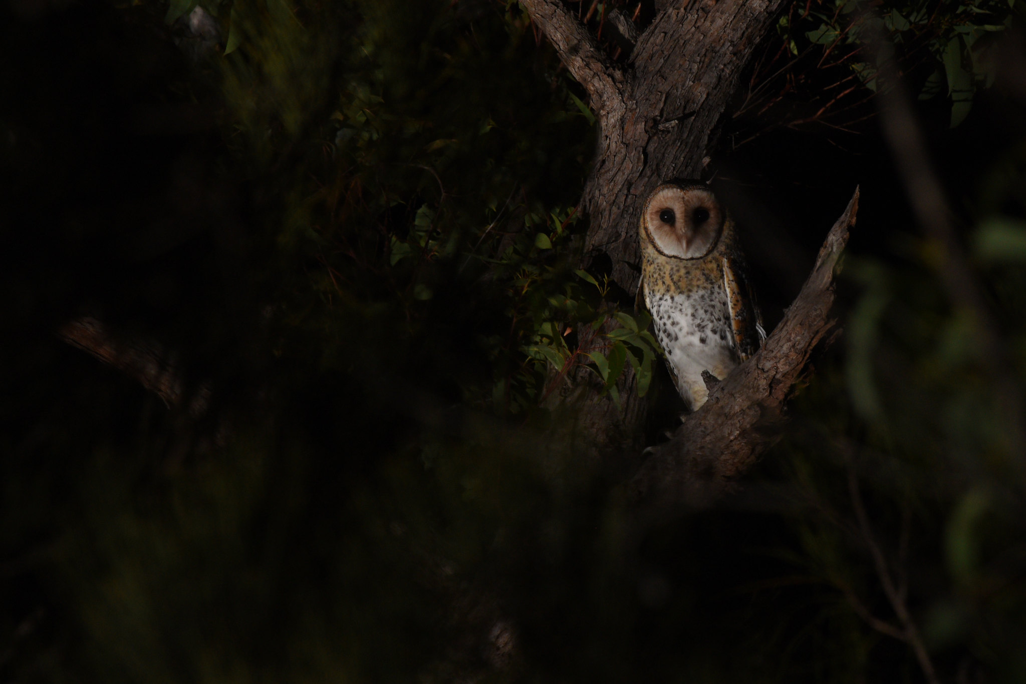 Original Australian masked owl Tyto novaehollandiae with thanks to Dash Huang via flickr