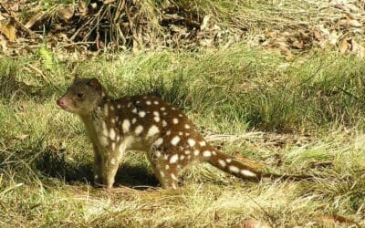 Gippsland Spot-tailed Quoll Recovery Program